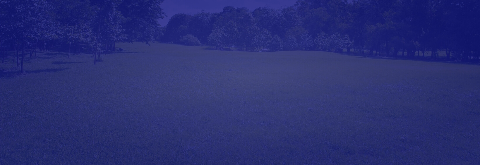 Ground with trees image