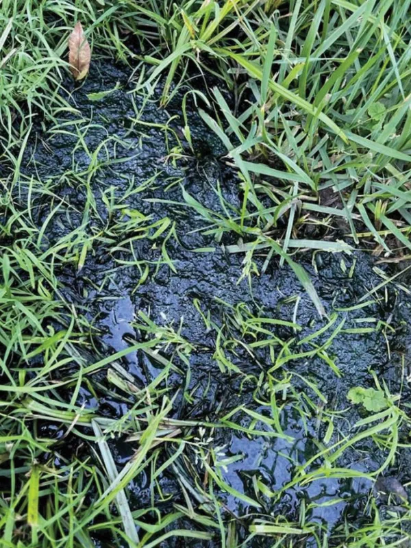 Green grass image